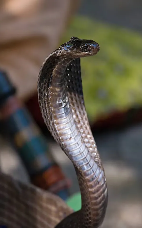 King cobra 4